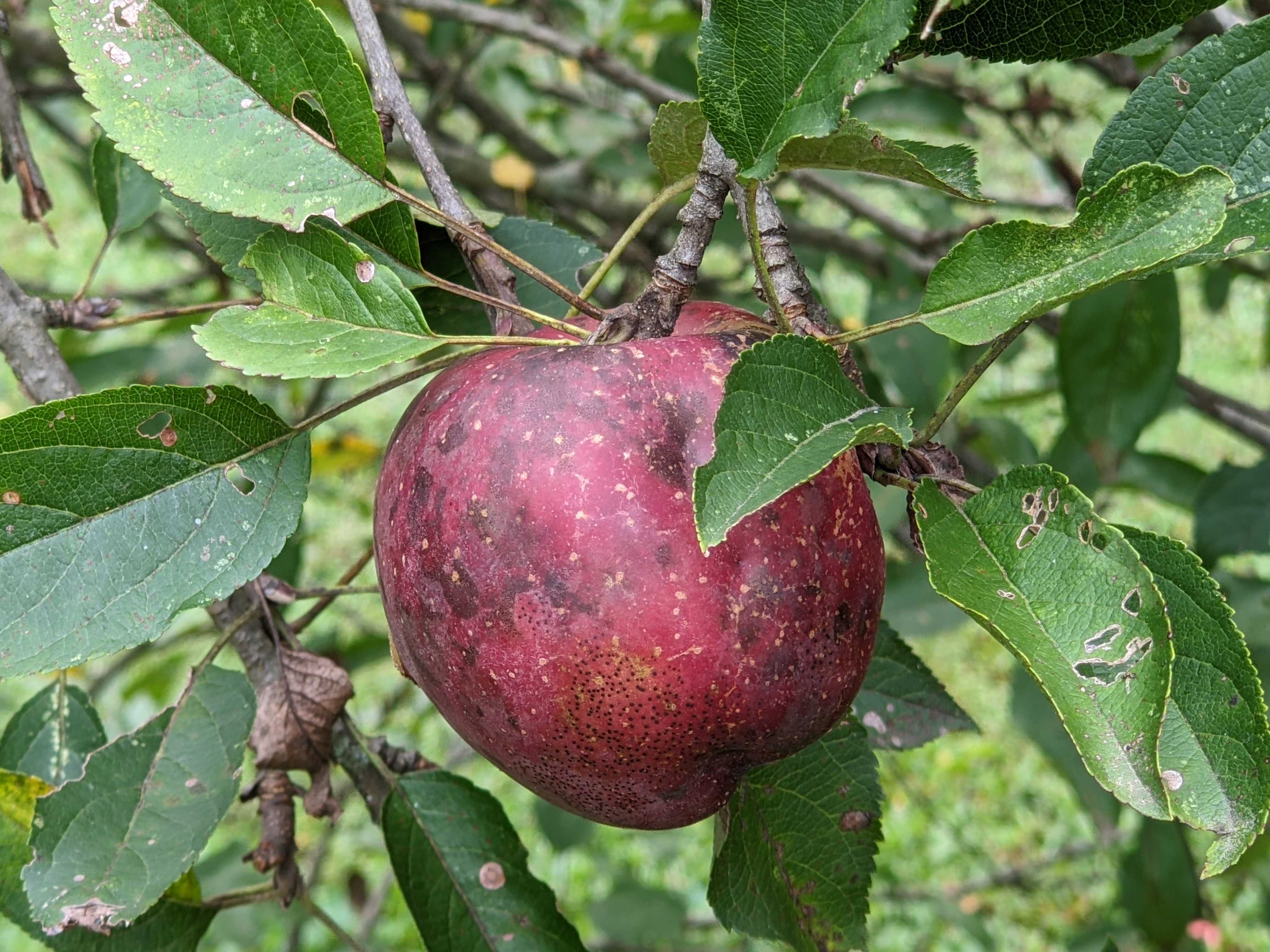 Fall in the Orchard - Apple Image